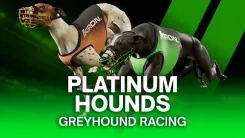 Platinum Hounds