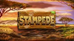 Stampede